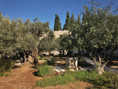 Garden of Gethsemane in Jerusalem. Israelの写真素材