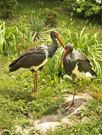 Herons at Zoological garden in Zamosc. Polandの写真素材