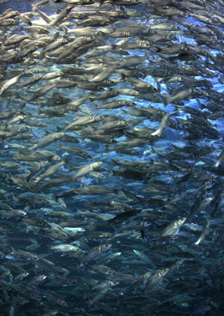 Fish at Puerto de la Cruz. Tenerife. Spainの写真素材