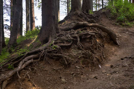 Nosal mountain in Kuznice near Zakopane. Polandの写真素材