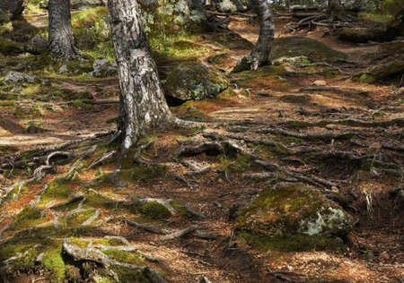 Stolby Nature Sanctuary near Krasnoyarsk. Russia