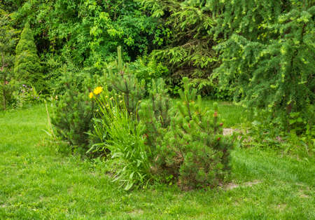 Garden 1 near Urzedow town. Polandのeditorial素材