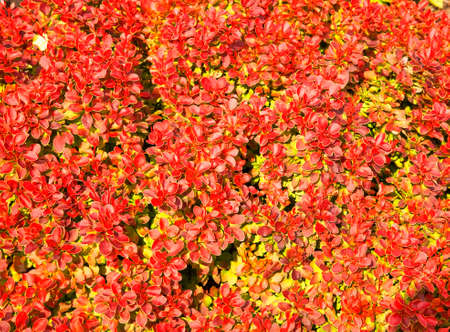Garden 2 near Krasnobrod. Polandの写真素材