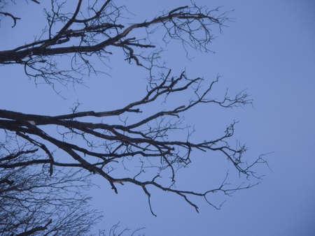 winter, evening, treeの写真素材