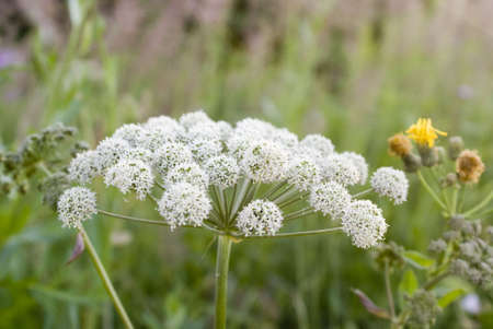 flowerの写真素材