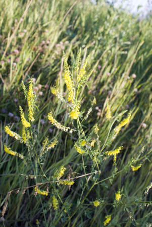 meadowの写真素材