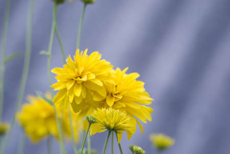 Summer flowerの写真素材