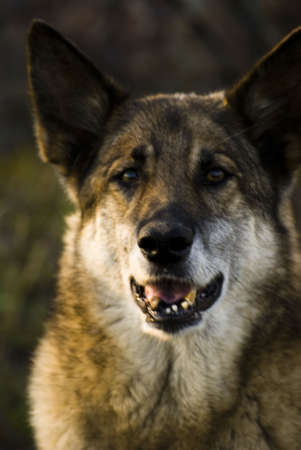 Dogの写真素材