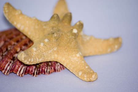 sea-star and shell