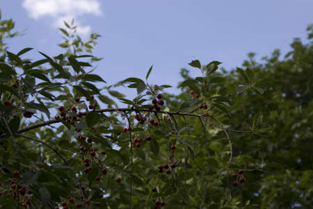 cherry tree