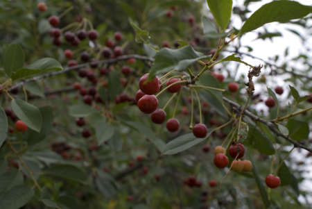 cherry treeの写真素材