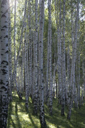 birchの写真素材