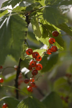 red currantsの写真素材