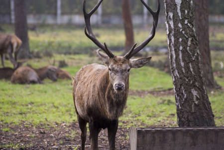 deer in the Belarusの写真素材