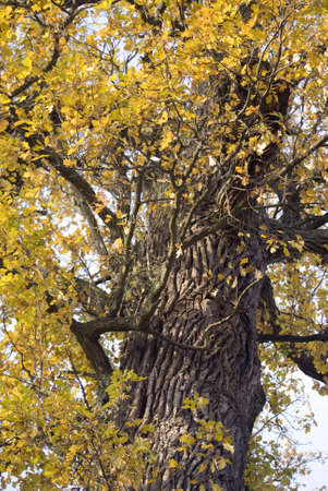 oak