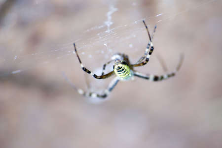 spider near the big wallの写真素材