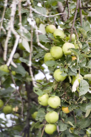 young apple tree with small apples