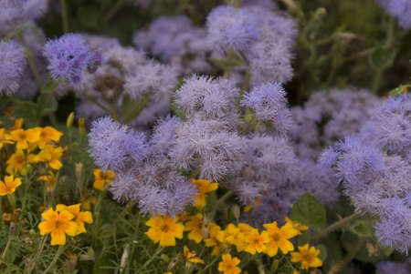 Flower and grass near city