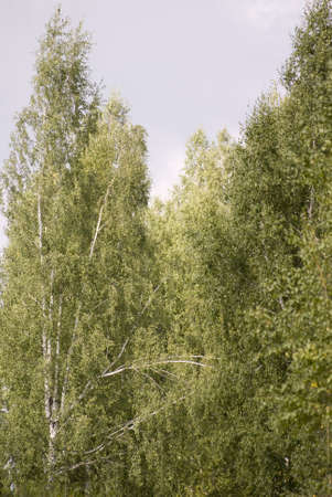 forestの写真素材