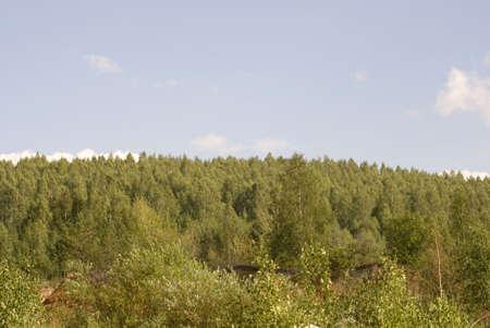 forestの写真素材