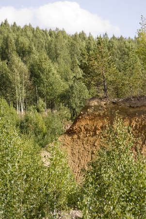 forest