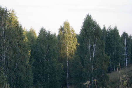 forestの写真素材