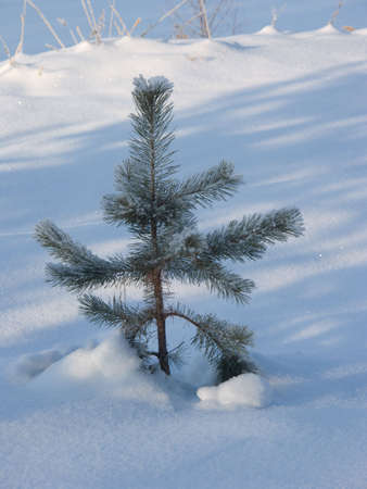 Winter in the Russian forest. Sun and snowの写真素材