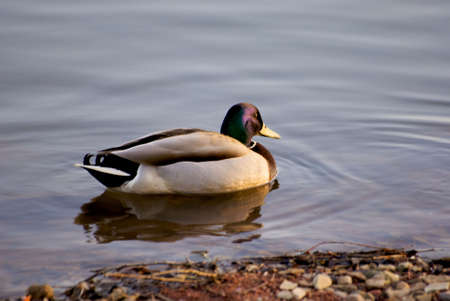 Duck in Moscowの写真素材
