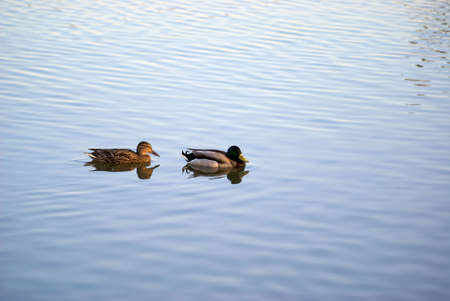 Duck in Moscowの写真素材