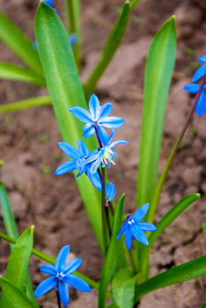 spring is come. Flowers and grassの写真素材