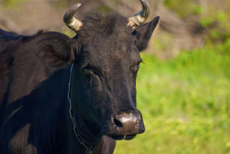 cow walking in the willageの写真素材