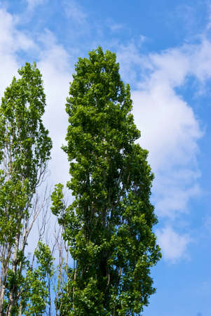 poplar tree in the spring in Russiaの写真素材