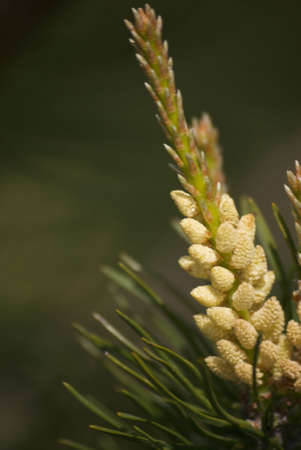 young green pine in springの写真素材