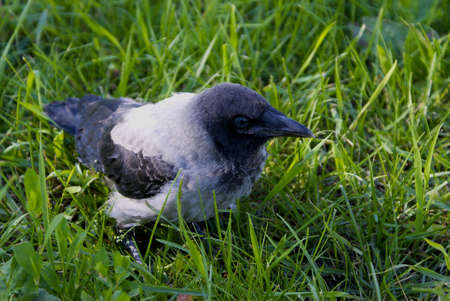 young crow on the grassの写真素材