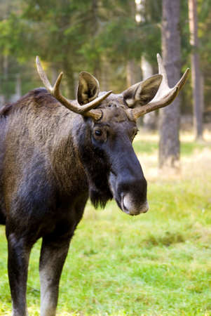 Old deerの写真素材