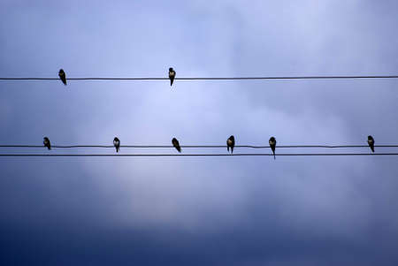 birds seat under wire cableの写真素材