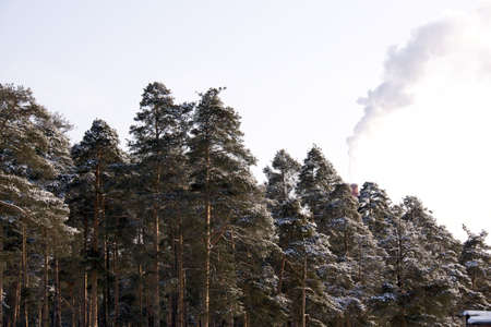 green pine with white snow in winterの写真素材
