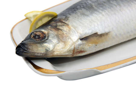 herring