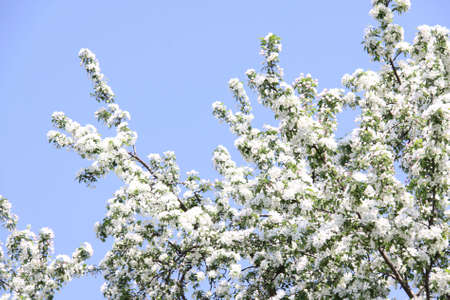 apple blossom