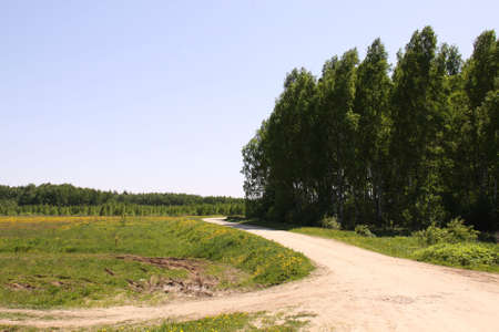 road near forestの写真素材