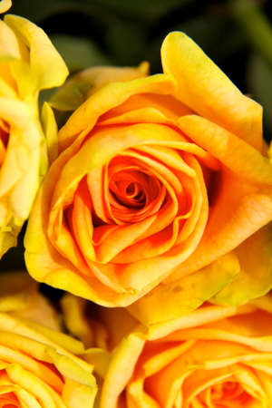 bright yellow rosesの写真素材