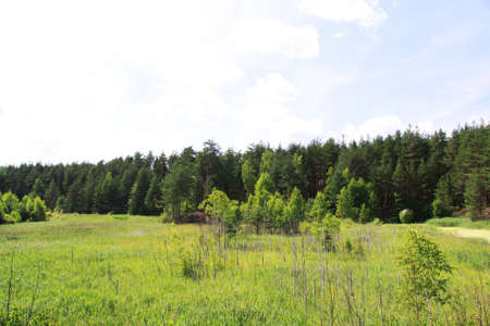 green field near forest