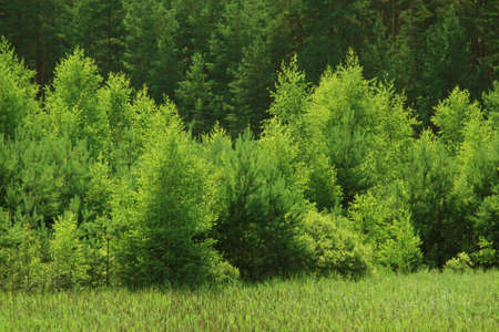 green field near forestの写真素材