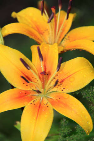 lillyの写真素材