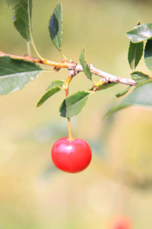 Red cherries in tree の写真素材