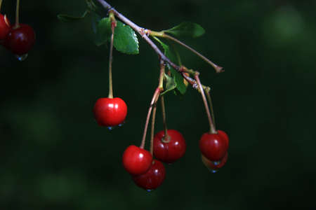 Red cherries in tree 