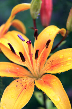 lillyの写真素材