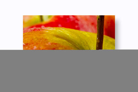 Chihuahua dog isolatedの写真素材