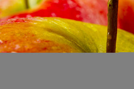 Chihuahua dog isolatedの写真素材