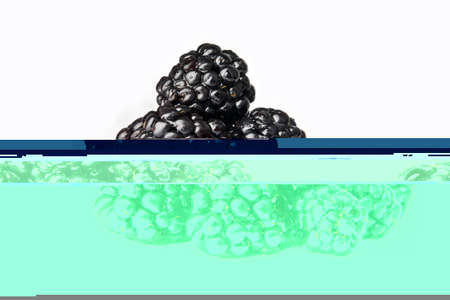 Chihuahua dog isolatedの写真素材